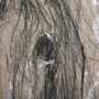 102355-S - Sketch of animal VI (Pony) by Mercana Studio a Hand Embellished Textured Canvas