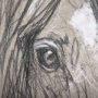 102356-L - Sketch of animal VII (Horse) by Mercana Studio a Hand Embellished Textured Canvas