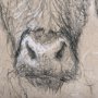 102357-L - Sketch of animal VIII (Highland bull) by Mercana Studio a Hand Embellished Textured Canvas