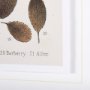 10685 - Autumnal Leaves VI by Vision Studio a Framed Art Print Matted under Glass