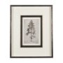 14716 - Westcoast Tree Drawing II by Mercana Studio Hand Embellished Framed Art Print Matted under Glass