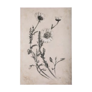 Chamomile Drawing I by Mercana Studio a Hand Embellished Textured Canvas