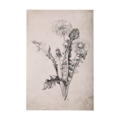 102452-L - Dandelion Drawing II by Mercana Studio a Hand Embellished Textured Canvas