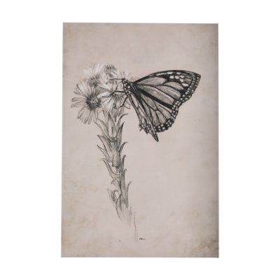 102453-S - Wild Aster With  Monarch Butterfly Drawing III by Mercana Studio a Hand Embellished Textured Canvas