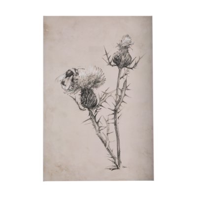 102454-S - Thistle With Bumblebee  Drawing IV by Mercana Studio a Hand Embellished Textured Canvas