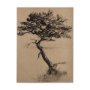 102503-S - Tree Drawing III by Mercana Studio a Hand Embellished Textured Canvas