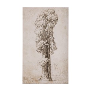 Westcoast Tree Drawing I by Mercana Studio a Hand Embellished Textured Canvas
