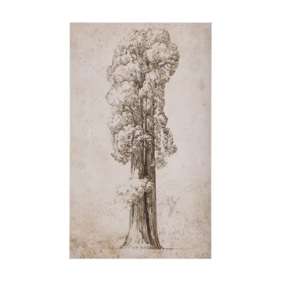 102505-L - Westcoast Tree Drawing I by Mercana Studio a Hand Embellished Textured Canvas