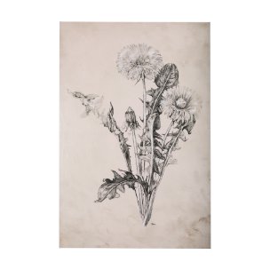Dandelion Drawing II by Mercana Studio a Hand Embellished Textured Canvas