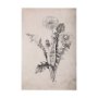 102452-S - Dandelion Drawing II by Mercana Studio a Hand Embellished Textured Canvas