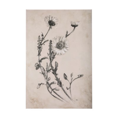 102451-S - Chamomile Drawing I by Mercana Studio a Hand Embellished Textured Canvas