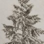 14716 - Westcoast Tree Drawing II by Mercana Studio Hand Embellished Framed Art Print Matted under Glass