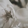 14766 - Soft Petals II by Nancy Crowell a Hand Embellished Textured Framed Photo Art Print Matted under Glas