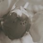 14765 - Soft Petals I by Nancy Crowell a Hand Embellished Textured Framed Photo Art Print Matted under Glass