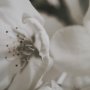 14765 - Soft Petals I by Nancy Crowell a Hand Embellished Textured Framed Photo Art Print Matted under Glass