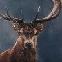 14775 - Glorious Stag by Mercana Studio a Hand Embellished Textured Framed Photo Art Print Matted under Glas