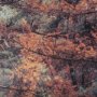 14781 - Forest Crossing by Mercana Studio a Hand Embellished Textured Framed Photo Art Print Matted under Gl