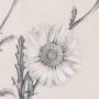 14784 - Chamomile Drawing I by Mercana Studio a Hand Embellished Textured Framed Art Print