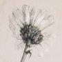 102451-L - Chamomile Drawing I by Mercana Studio a Hand Embellished Textured Canvas