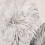 102452-S - Dandelion Drawing II by Mercana Studio a Hand Embellished Textured Canvas