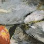 102460-S - Still Life with Peaches by Mercana Studio a Hand Embellished Textured Canvas
