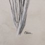 14702 - Dandelion Drawing II by Mercana Studio Hand Embellished Textured Framed Art Print Matted under Glass