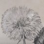 14702 - Dandelion Drawing II by Mercana Studio Hand Embellished Textured Framed Art Print Matted under Glass