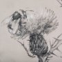 14704 - Thistle With Bumblebee Drawing IV Mercana Studio Hand Embellished Framed Art Print Matted under Glas