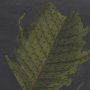 10133 - Foliage Dramatique II by Vision Studio Hand Embellished Textured Framed Art Print Matted under Glass