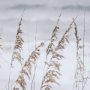 12211 - Silver Seagrass by Marlana Semenza a Hand Embellished Textured Framed Photo Art Print Matted under G