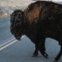 13497 - Bison Crossing by Chelsea Victoria a Hand Embelished Textured Framed Photo Art Print Matted under Gl