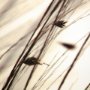 12303 - Organic I by Tony Koukos a Hand Embellished Textured Framed Art Photograph Matted under Glass
