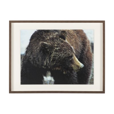 14875 - Grizzly Bear by Chad Mackay a Hand Embellished Textured Framed Photo Art Print Matted under Glass