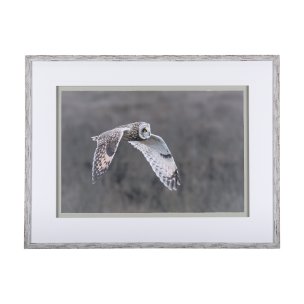 Owl in Flight by Chad Mackay a Framed Photo Art Print Matted under Glass