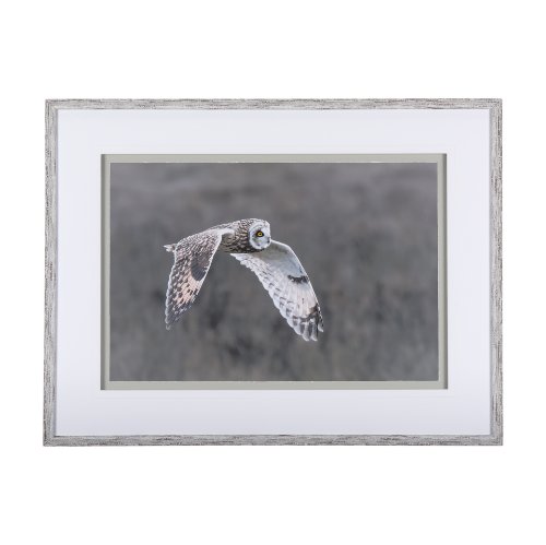 14876 - Owl in Flight by Chad Mackay a Framed Photo Art Print Matted under Glass