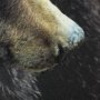14875 - Grizzly Bear by Chad Mackay a Hand Embellished Textured Framed Photo Art Print Matted under Glass