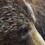 14875 - Grizzly Bear by Chad Mackay a Hand Embellished Textured Framed Photo Art Print Matted under Glass
