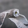 14876 - Owl in Flight by Chad Mackay a Framed Photo Art Print Matted under Glass