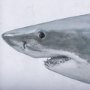 14904 - Great White Shark by Ariana a Triptych Hand Embellished Textured Framed Art Print Matted under Glass