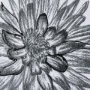 14939 - Dahlia Study - Detail by Mercana Studio Hand Embellished Textured Framed Art Photo Matted under Glas