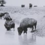 14940 - Buffalo Brook by Mercana Studio a Hand Embellished Textured Framed Art Photograph Matted under Glass