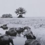 14940 - Buffalo Brook by Mercana Studio a Hand Embellished Textured Framed Art Photograph Matted under Glass