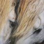 14946 - Nuzzled Together by Mercana Studio a Hand Embellished Textured Framed Art Photo Matted under Glass