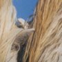 14946 - Nuzzled Together by Mercana Studio a Hand Embellished Textured Framed Art Photo Matted under Glass