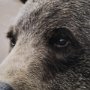 12648 - Bear Focus - Hush by Wink Gaines a Hand Embelished Textured Framed Art Photo Matted under Glass