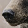 12648 - Bear Focus - Hush by Wink Gaines a Hand Embelished Textured Framed Art Photo Matted under Glass
