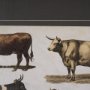 10408 - Antique Cow Chart by Mercana Studio a Framed Art Print Matted under Glass
