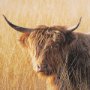 15017 - Young and Old Highlander by Mercana Studio Hand Embellished Framed Photo Art Print Matted under Glas