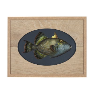 15159 - Pseudobalistes Fuscus by Mercana Studio Hand Embellished Textured Framed Art Print Matted under Glas