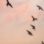 15157 - Evening Flight by Mercana Studio a Hand Embellished Textured Framed Photo Art Print Matted under Gla